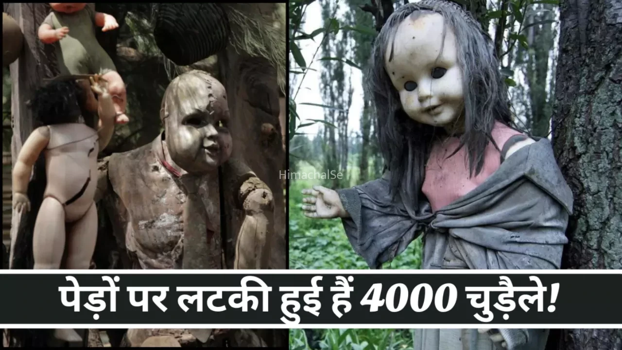 इस आइसलैंड पर पेड़ों पर लटकी हुई हैं 4000 चुड़ैले! पढ़े पूरा रहस्य
