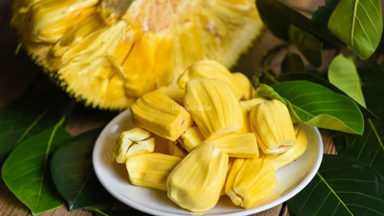 Ripe Jackfruit: पका कटहल कहीं बिगाड़ न दे सेहत,  इन 5 लोगों को खाने से पहले जरूर जान लेनी चाहिए ये बात​