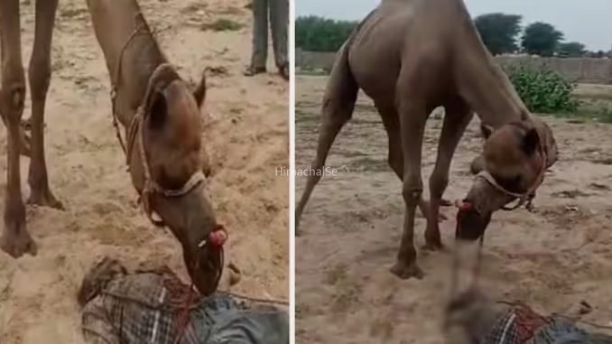 जिस ऊंट की सालों तक देखभाल की, उसी ऊंट ने मालिक का सिर जबड़े में फंसा कर तरबूज की तरह तोड़ दिया 10 सेकंड में ही मौत… खौफनाक था मंजर​​​