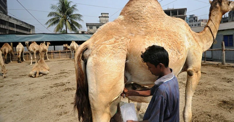 ऊंटनी का दूध इन 20 गंभीर बीमारी को करता है जड़ से खत्म, अगर किसी मंद बुध्दि को इसका दूध पिला दिया जाए तो दिमाग हो जाता है कंप्यूटर से भी तेज़