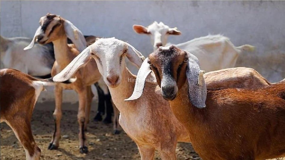 ​​गांव से अचानक गायब हो रही थीं बकरियां और मुर्गियां, जब राज खुला तो दंग रह गए लोग, पैरों तले खिसक गई जमीन