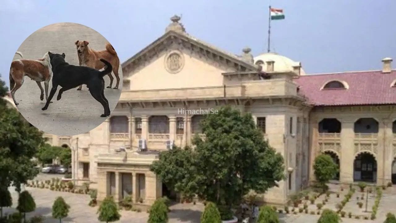 छुट्टा पशु-लावारिस कुत्तों पर इलाहाबाद हाई कोर्ट सख्त, UP सरकार को दो हफ्ते में एक्शन प्लान बनाने का दिया आदेश​