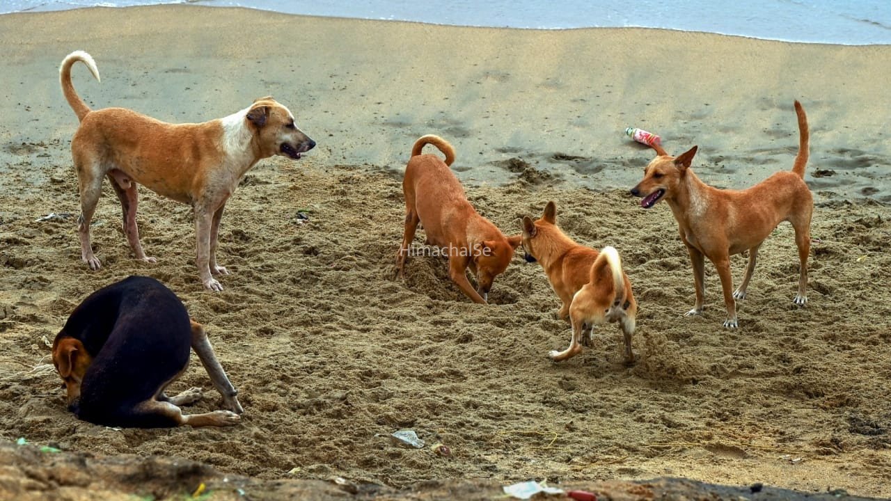 अमरोहा में चारपाई से मासूम को उठा ले गए कुत्ते, बुरी तरह नोच डाला… शरीर पर 14 गहरे जख्म​