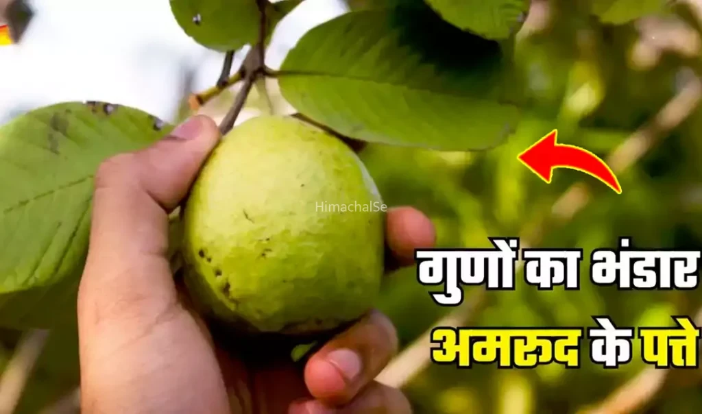 क्यों हैं अमरूद की पत्तियां इतनी खास? बीमारियों को दूर भगाने वाले कमाल के फायदे जानें