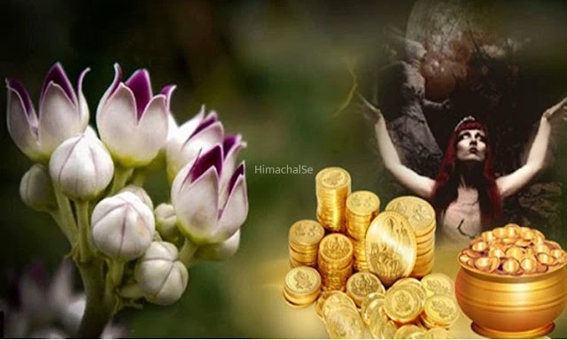 तंत्र क्रियाओं में सबसे ज्यादा इस्तेमाल होती है इस पौधे की जड़ जानिए क्यों है तांत्रिकों की फेवरेट​​​