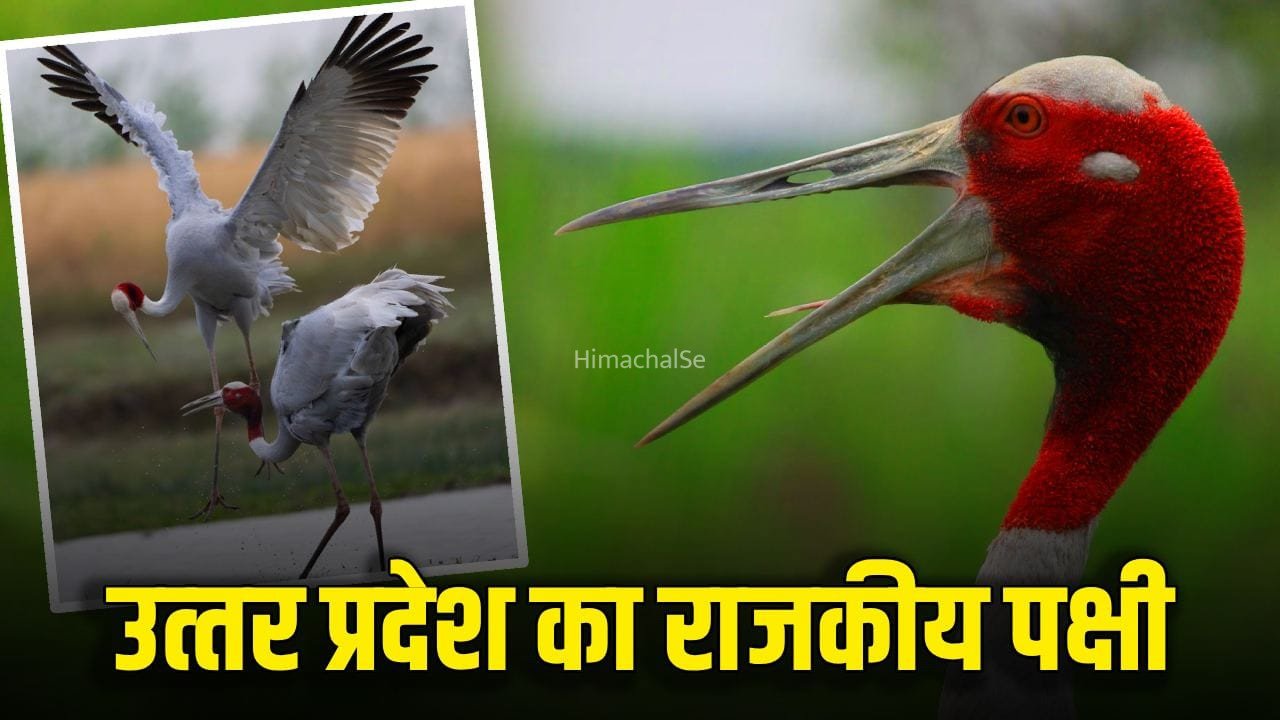 प्यार में वफादारी का प्रतीक है दुनिया में सबसे लम्बा उड़ने वाला यह पक्षी​