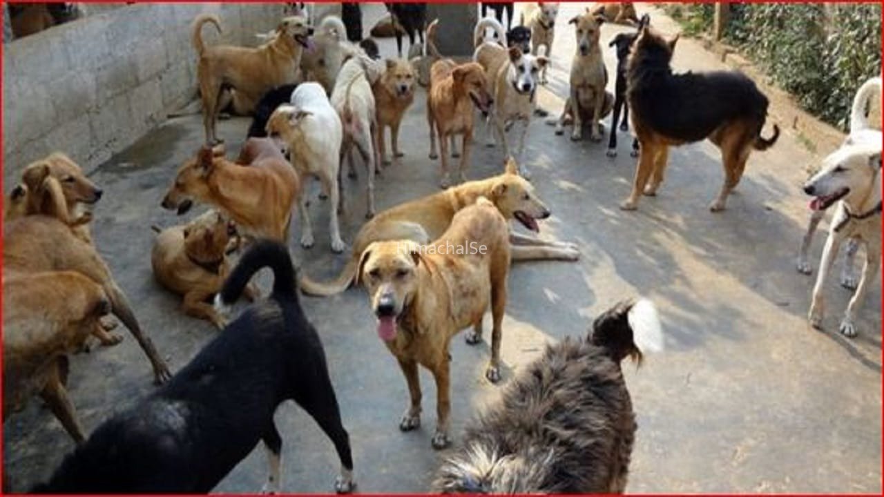 मुंह पर चिकन विंग्स, केसर का लेप… 9 कुत्तों की बलि से सनसनी, कर्नाटक में जादू-टोने का खौफनाक खेल​