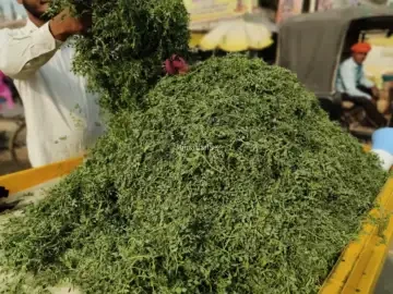 दवाइयों की खान है चने की भाजी, साल में मिलती है सिर्फ 3 महीने, अनेक बीमारियों के लिए रामबाण