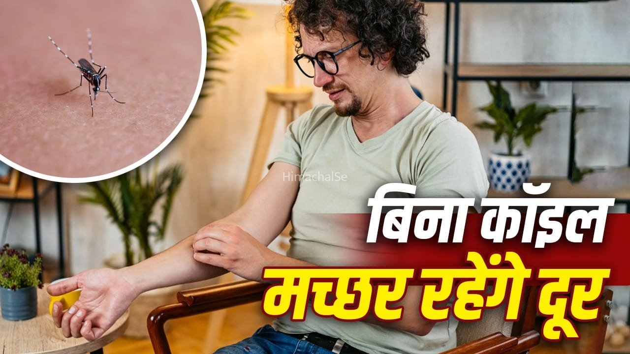 मानसून में मच्छरों ने कर दिया है हाल-बेहाल, ये पांच नेचुरल तरीके अपनाएं, मिलेगा छुटकारा