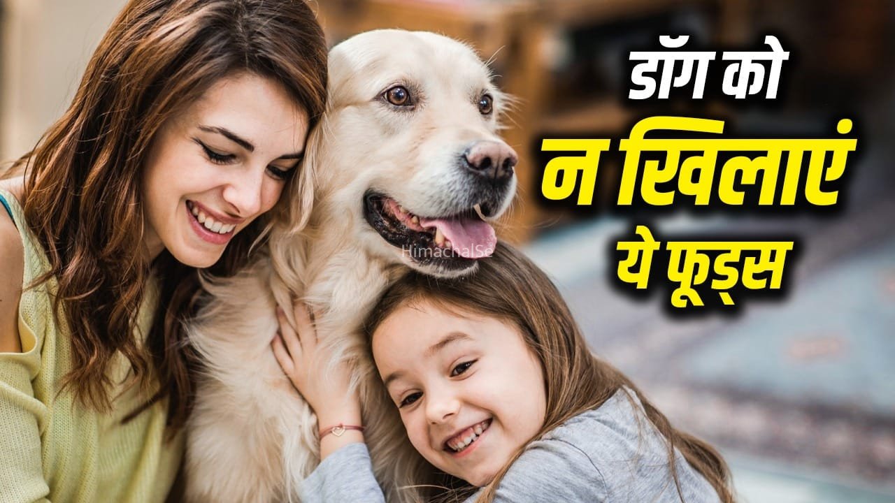 डॉग पेरेंट हैं आप? जान लें किचन की कौन सी चीजें हैं उसकी सेहत की दुश्मन?​