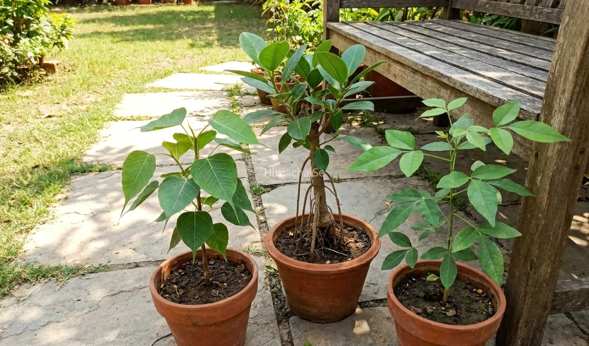 Hariyali Amavasya 2026: पितरों की शांति के लिए लगाएं ये Trees, दूर होगा Pitru Dosha और बढ़ेगी सुख-समृद्धि
