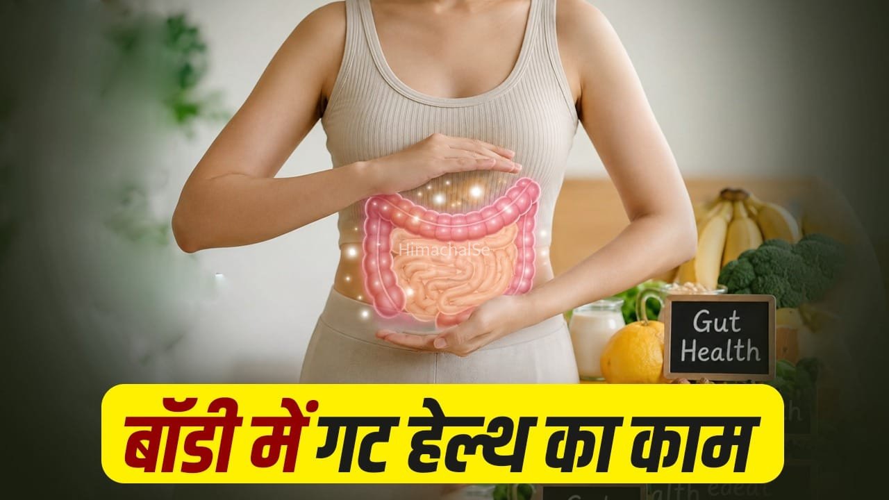 Gut Health Tips: हमारी गट हेल्थ कैसे करती है काम? एक्सपर्ट से जानें इससे जुड़ी जरूरी बातें​