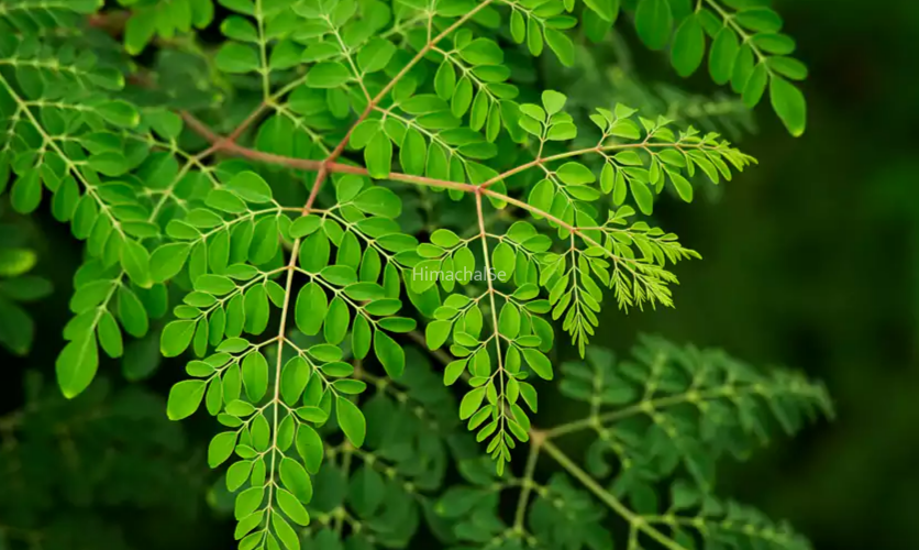 सहजन (Moringa) 300 रोगों की चमत्कारी रामबाण औषिधि है, 100 ग्राम सहजन में 5 गिलास दूध के बराबर शक्ति होती है, जरूर पढ़े और शेयर करे
