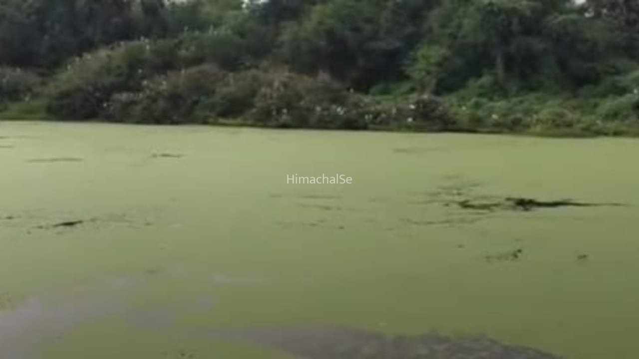 कानपुर: मछलियों के लिए मौत बनकर बरसे बादल! चिड़ियाघर की झील में फिर हजारों मछलियों की मौत, क्यों हुआ ऐसा?​
