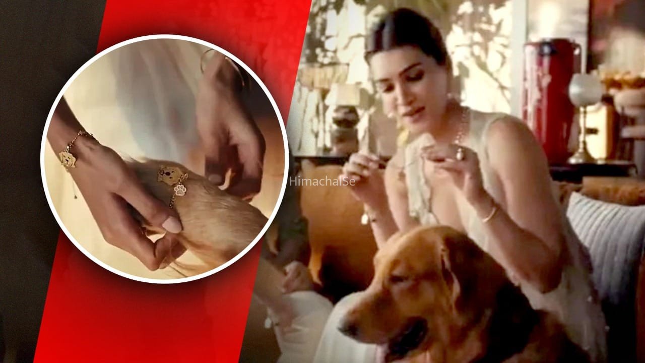Kriti Sanon Raksha Bandhan Ad: कुत्तों को राखी बांधना धर्म सम्मत है या नहीं? कृति सेनन के एड से मचा बवाल​