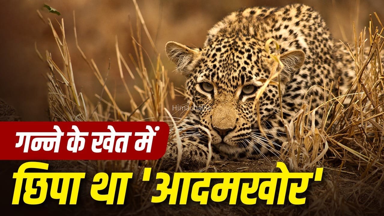 मां की लाश पर बैठा ‘काल’, बेटी के सामने महिला को जिंदा चबा गया तेंदुआ​