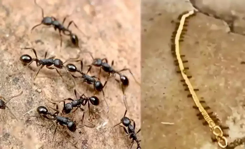लुटेरी चींटियां: सोने की चेन पर मारा हाथ घसीटते हुए अपने साथ ले गई देखें Video