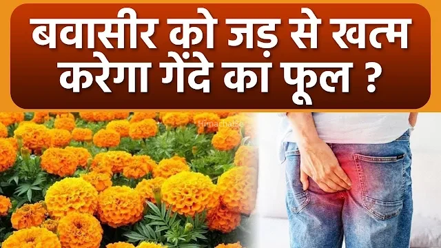 ​​बवासीर को जड़ से खत्म करेगा गेंदे के फूल और काली मिर्च का ये प्रयोग