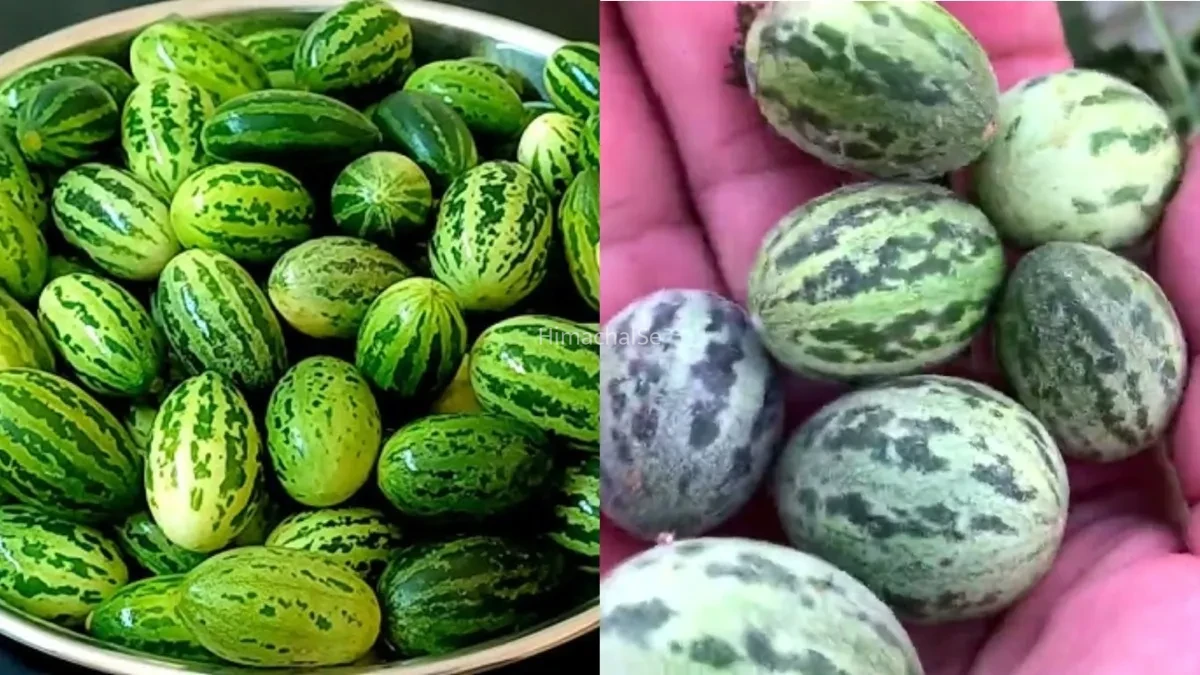 इसका नाम भले है अजीव लेकिन सेहत के लिए किसी वरदान से कम नहीं है ये सब्जी, जानें इसे खाने के फायदे