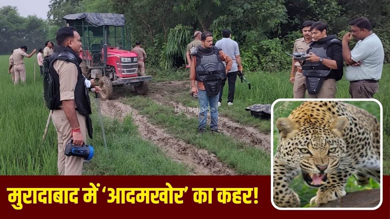 मुरादाबाद में आदमखोर तेंदुए का आतंक! 22 दिन में 3 महिलाओं की मौत, 20 से ज्यादा घायल; 50 गांवों में दहशत​