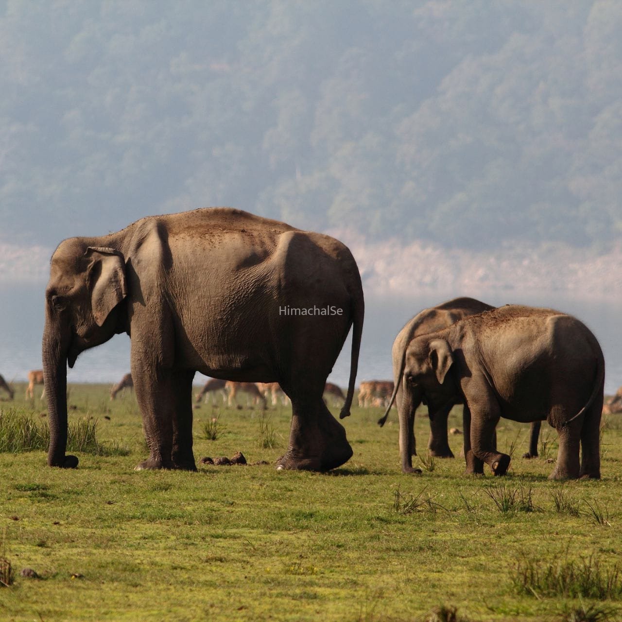 World Elephant Day: हाथियों का स्वर्ग है भारत की ये जगह, ट्रैवलिंग के लिए बेस्ट, ऐसे पहुंचें​