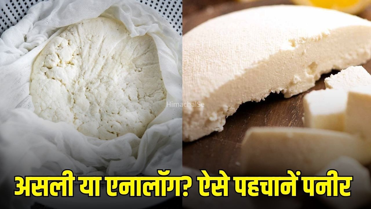 Asli Nakli Paneer ki Pehchan: कैसे पहचानें आपका पनीर असली है या एनालॉग? खरीदते समय इन बातों का रखें ध्यान​
