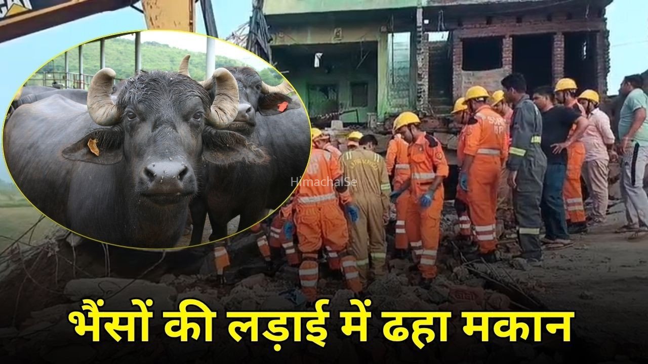 Badaun News:  बदायूं में दर्दनाक हादसा, भैंसों की लड़ाई में ढहा दो मंजिला मकान, महिला की मौत​