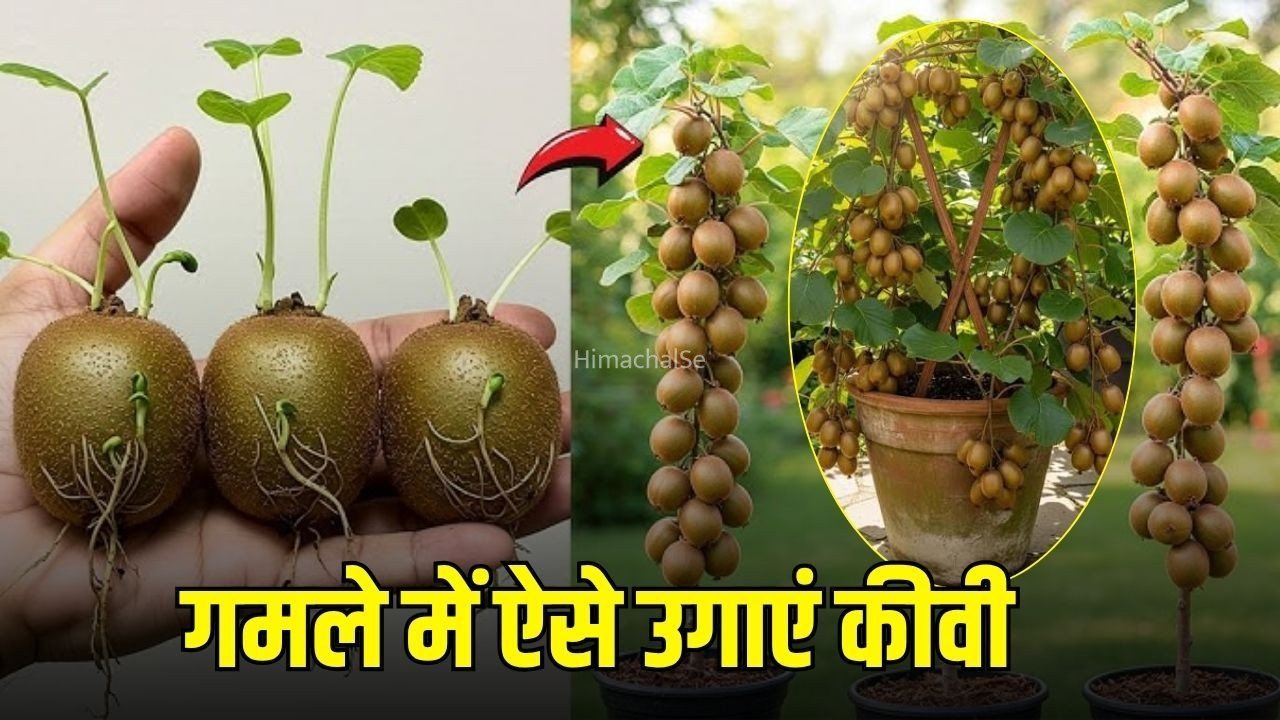 Kiwi Plant Growing Tips: गमले में ऐसे उगाएं कीवी का पौधा, घर पर ही लद जाएंगे फल!