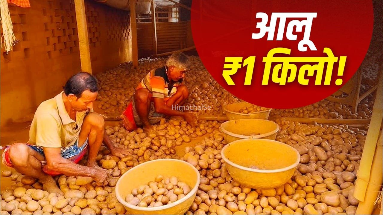 यूपी में 1 रुपए किलो आलू क्यों बेचने पर मजबूर है किसान?​