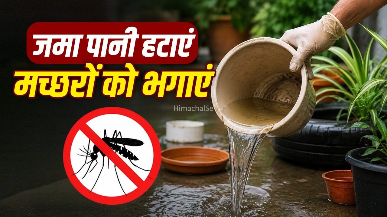 छत, कूलर या गमला… कहीं जमा तो नहीं है पानी? मच्छरों को बढ़ने से ऐसे रोकें​