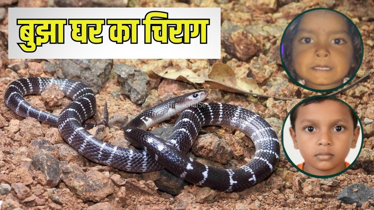 एक सांप को मारा तो दूसरे ने छोटे भाई‌-बहन को काटा: झांसी में दिल दहला देने वाली घटना में इकलौते बेटे मयंक की मौत, बेटी प्रगति की हालत गंभीर​