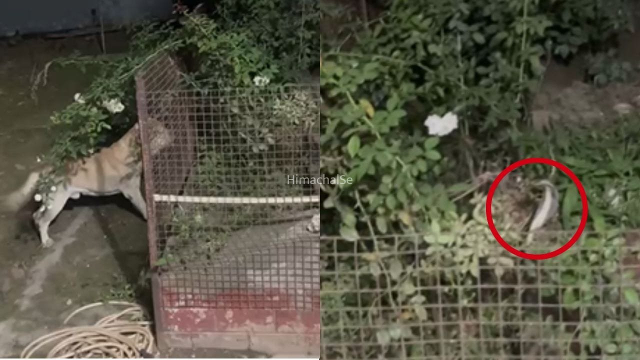 वफादारी की आखिरी लड़ाई! जहरीले कोबरा से भिड़ा ‘टॉमी’, परिवार को बचाकर दे दी जान