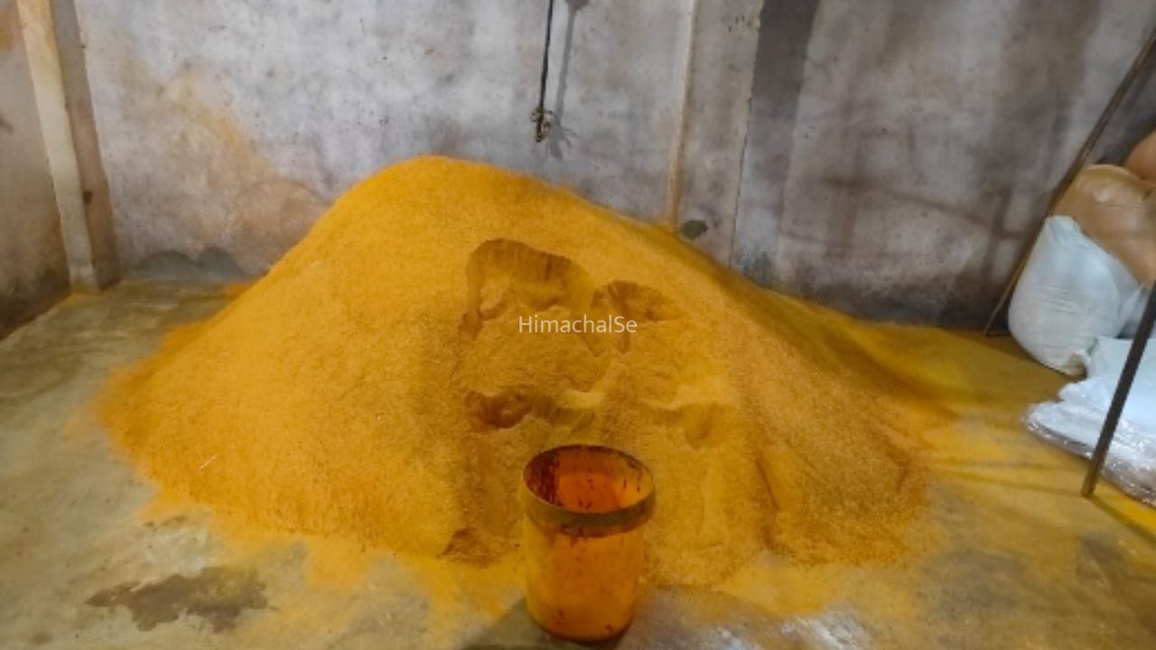 हल्दी के नाम पर चावल का पाउडर! कानपुर की फैक्ट्री में चल रहा था मिलावट का खेल, खाद्य विभाग ने मारा छापा​