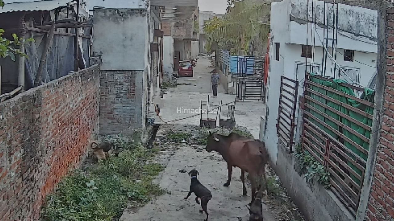 कन्नौज में सपा नेता ने गाय पर छोड़ा अपना पालतू कुत्ता, पशु क्रूरता का केस दर्ज; CCTV हुआ वायरल​