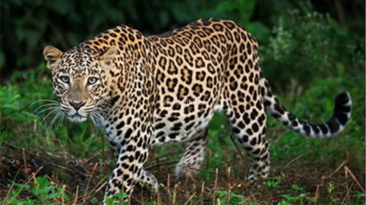 मुरादाबाद में तेंदुए का आतंक, खेत में काम कर रहे मजदूर पर किया जानलेवा हमला… ग्रामीणों में दहशत​