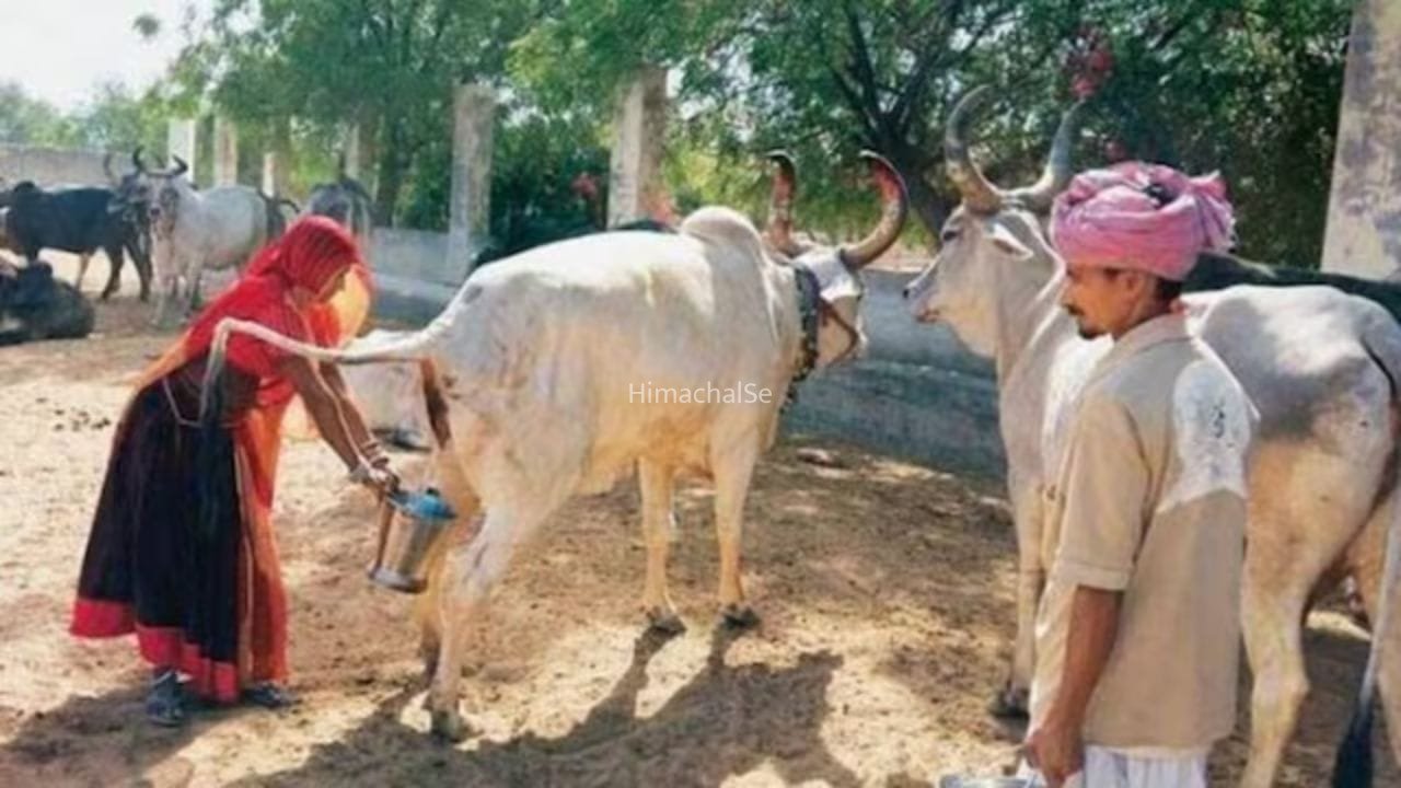 UP: अब गोमूत्र से भी होगी कमाई! 10 रुपए लीटर खरीदा जाएगा, 15 गांवों में शुरू हुआ अनोखा पायलट प्रोजेक्ट​