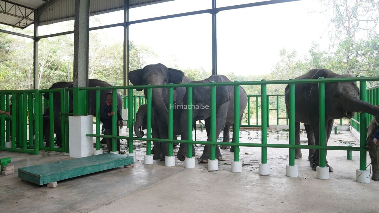अनंत अंबानी की वंतारा का बड़ा मिशन, इंडोनेशिया में बचाएगी वन्यजीव