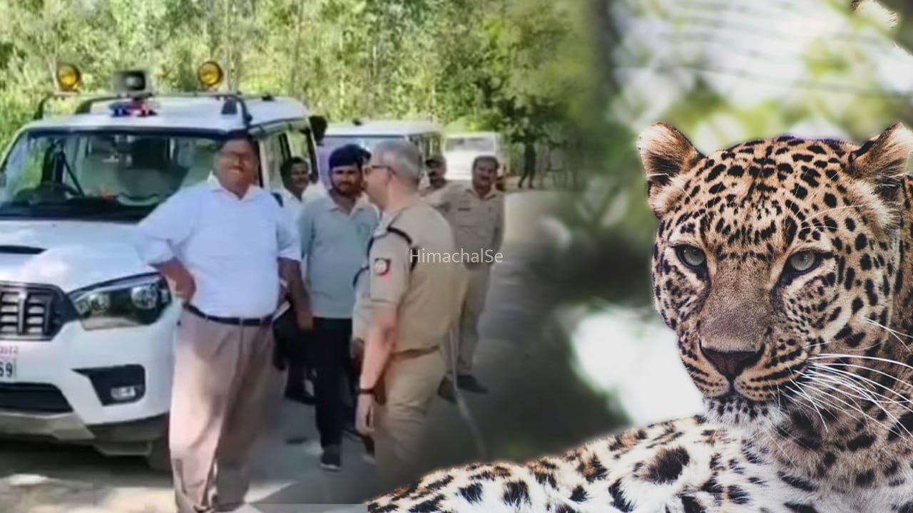 12 लोगों को किया घायल, एक महिला की मौत… मुरादाबाद में खूंखार तेंदुओं का खूनी तांडव!​
