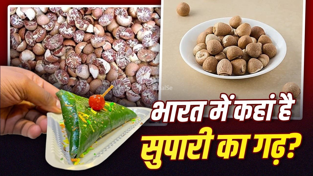 न केरल, न बंगाल, देश को सबसे ज्यादा सुपारी देने वाला राज्य कौन सा? मलेशिया-मालदीव तक डिमांड​