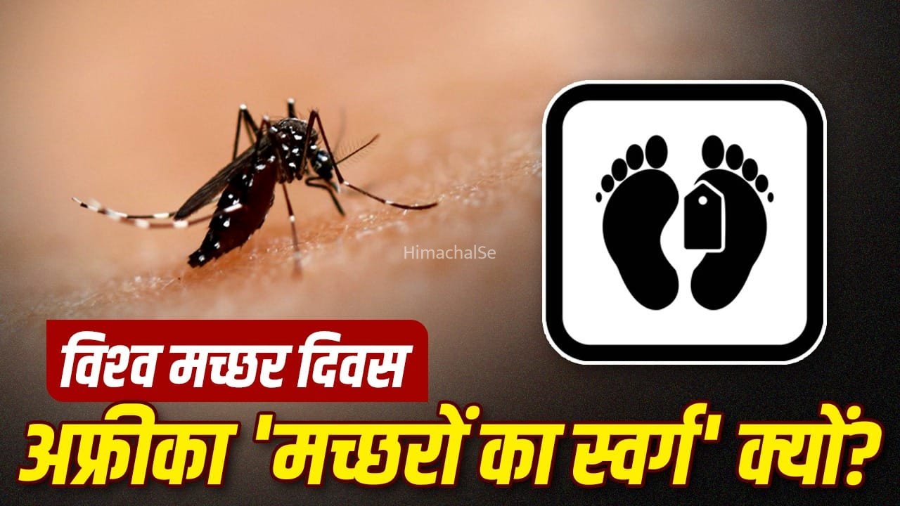 मच्छर क्यों बना अफ्रीकी देशों का ‘दुश्मन’? मलेरिया से सबसे ज्यादा मौतें यहीं, WHO ने लगाई मुहर