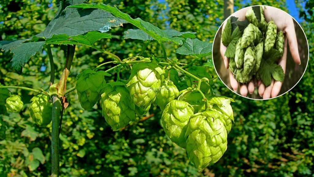 दुनिया की सबसे महंगी सब्ज़ी! अडानी-अंबानी के लिए भी मुश्किल, 1 किलो की कीमत में खरीदी जा सकती है 15 ग्राम सोना