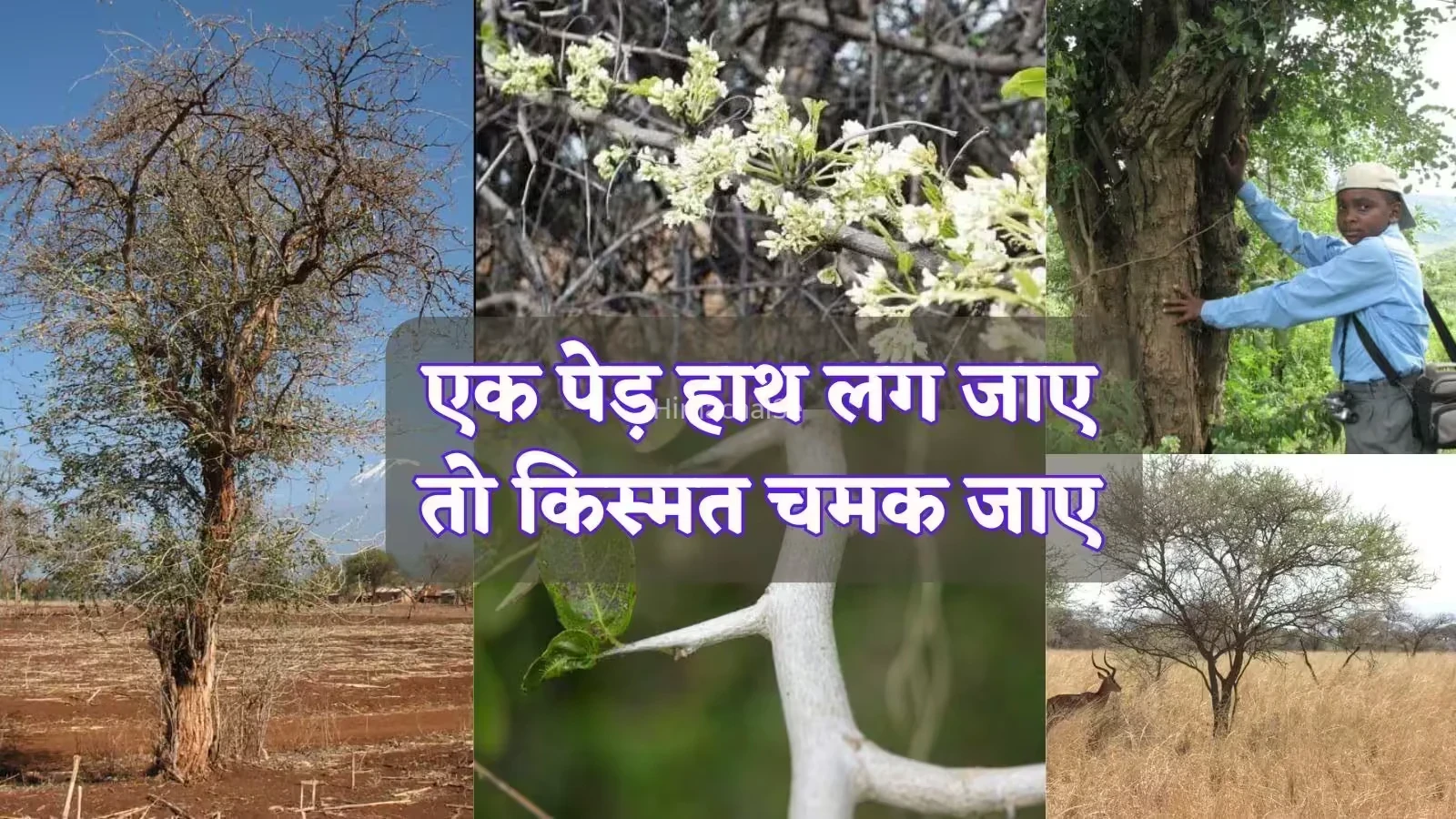 चंदन तो सिर्फ छलावा है, ये है दुनिया की सबसे महंगी लकड़ी, 5-6 किलो में तो आ जाएगी BMW कार​​​