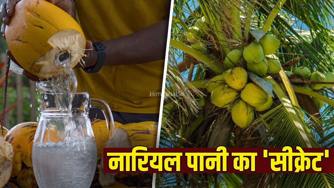 नारियल के अंदर कहां से आता है इतना पानी? यह है पूरा साइंस