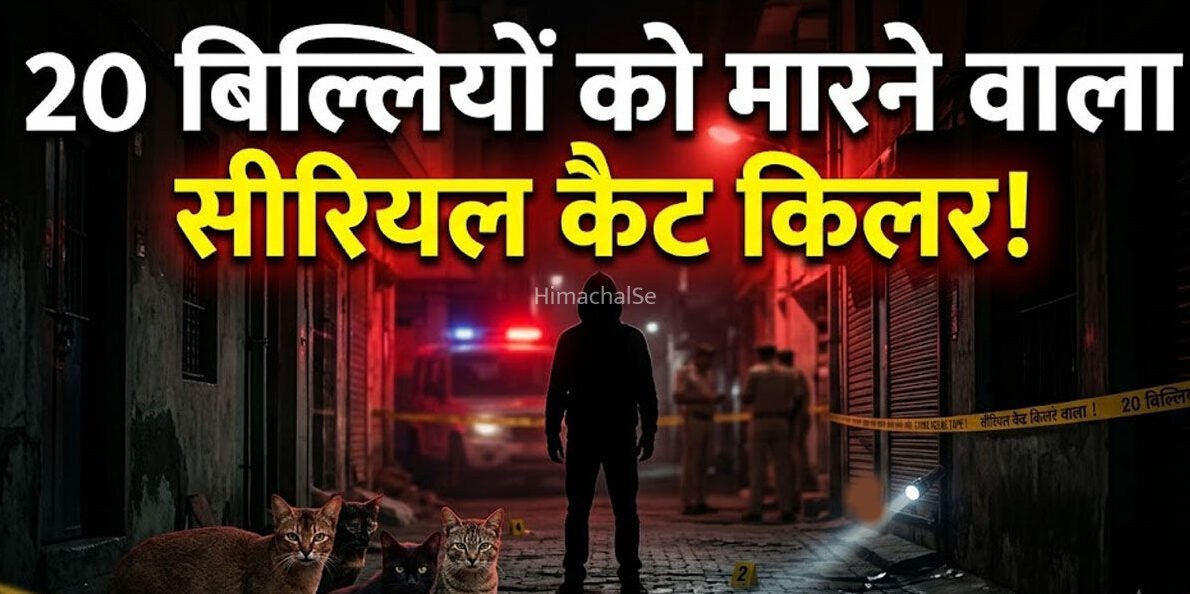 20 बिल्लियों को​​ कुचलकर मौत​​ के घाट उतारा गया… बेजुबान जानवरों को मारने वाले ‘सीरियल कैट किलर’ की तलाश में पुलिस, PETA ने घोषित किया 50 हजार रुपये का इनाम​​