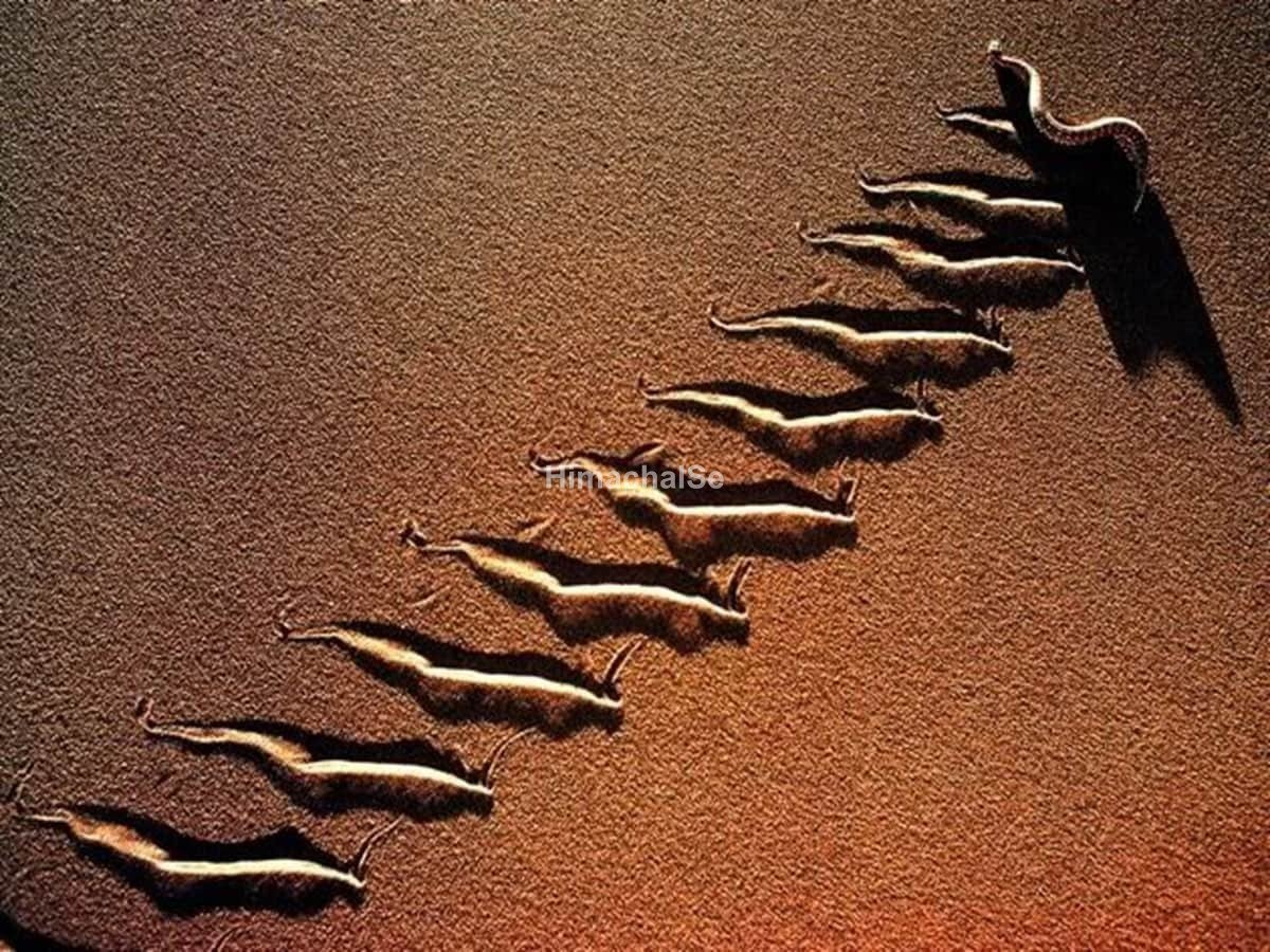 deadly-snake-2025-11-4800760b6473f33bb7688c91dce308c9