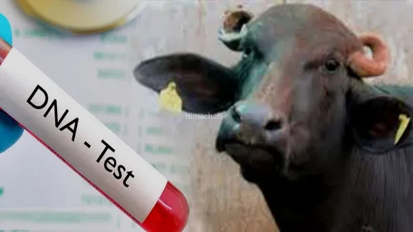 ​​अनोखा विवाद: भैंस के मालिकाना हक पर छिड़ी जंग, अब DNA टेस्ट से खुलेगा असली मालिक का राज​​​