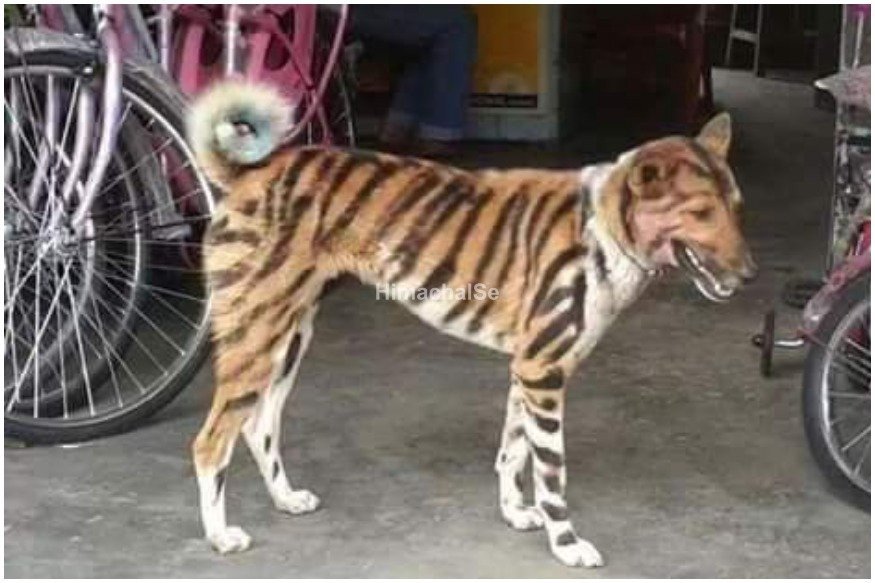 dog2
