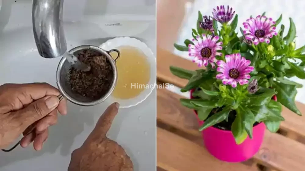 flower