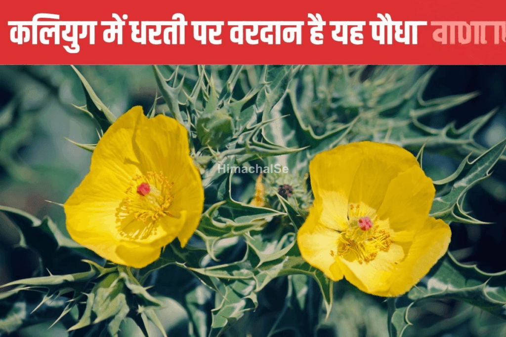 बुढ़ापे में भी जवानी ला देगा यह पौधा ! सिर्फ 7 दिन कर लें सेवन, नस-नस में दौड़ने लगेगी घोड़े सी ताकत ˛˛