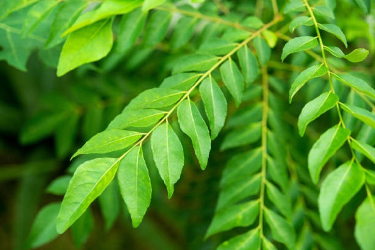 istockphoto-1087510858-612×612-1